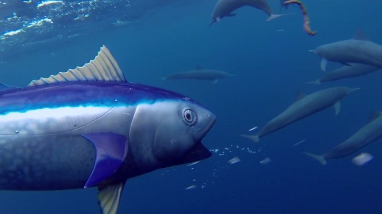 Aparat ulokowany w "tuńczyku", fot. John Downer Productions / BBC